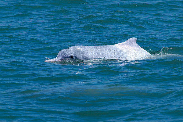 雲林海域中華白海豚