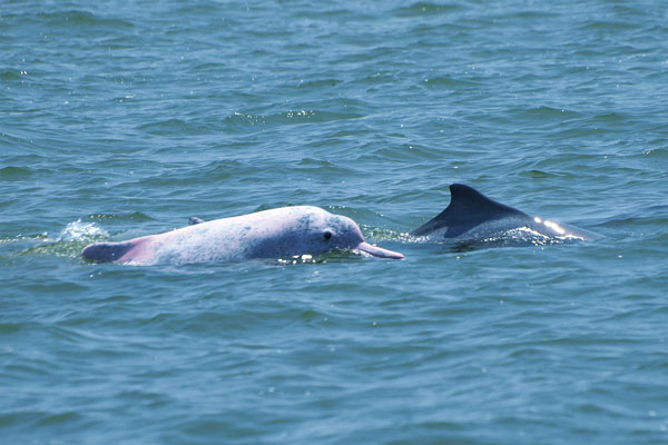 雲林海域中華白海豚