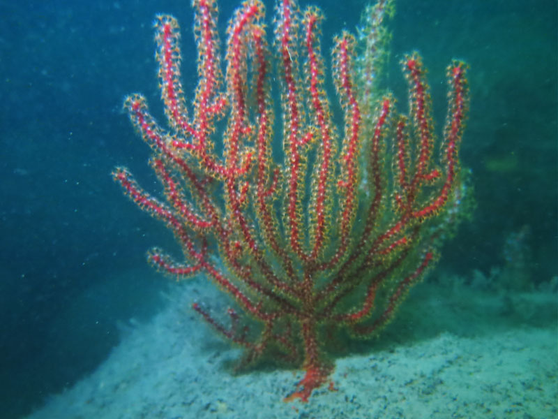 強韌鞭珊瑚Ellisella robusta
