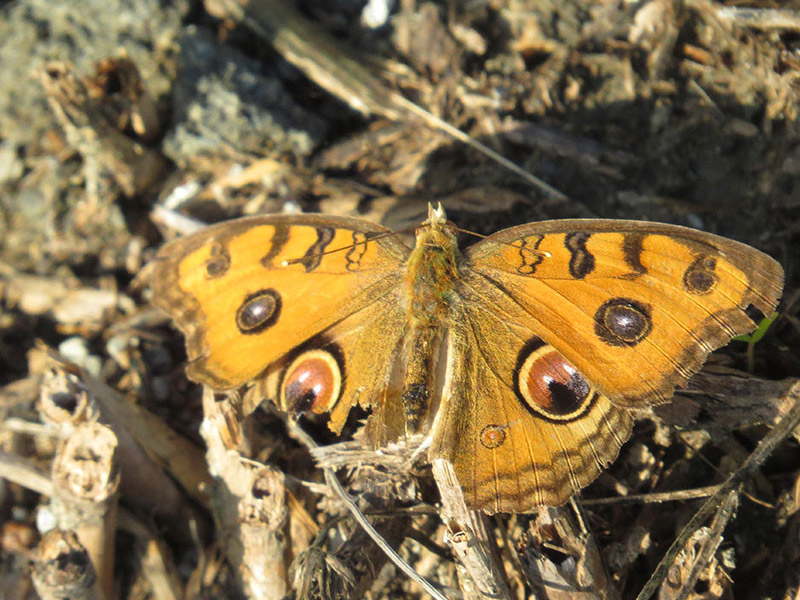 眼蛺蝶 (junonia almana) | 麥寮六輕